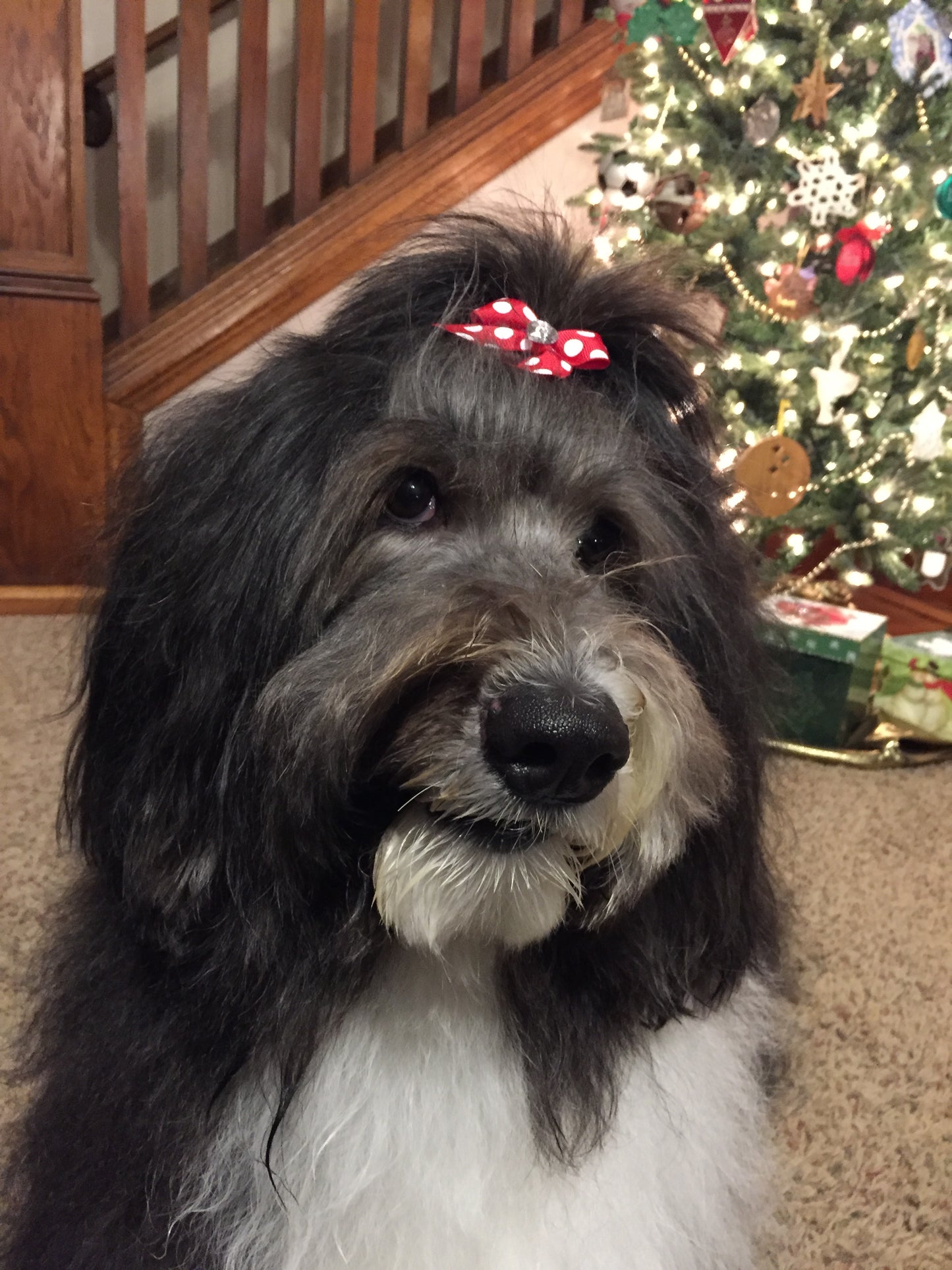 SHEEPADOODLE SHADOWBOX