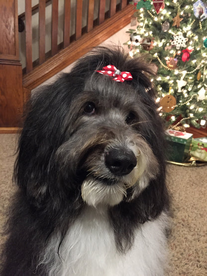 SHEEPADOODLE SHADOWBOX